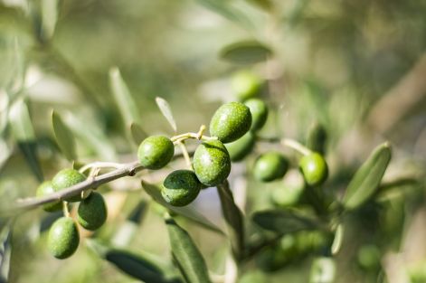 olives-1698117_960_720.jpg